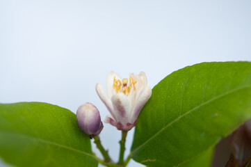 A lemon flower blooming on white background.