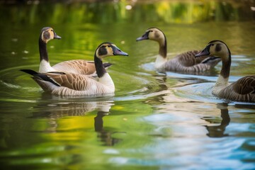 Obraz premium A group of geese swimming in a pond