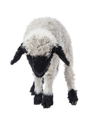 Adorable one and a half week old Walliser Schwartznase aka Valais Blacknose lamb, standing facing...