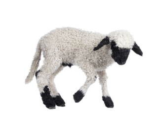 Adorable one and a half week old Walliser Schwartznase aka Valais Blacknose lamb, dancing on his feet. Looking beside camera. Isolated on a white background.