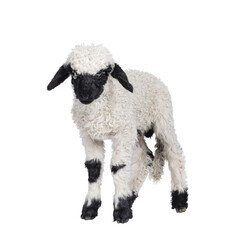 Adorable one and a half week old Walliser Schwartznase aka Valais Blacknose lamb, standing side...