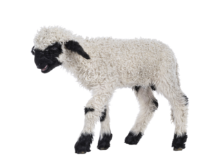 Adorable one and a half week old Walliser Schwartznase aka Valais Blacknose lamb, standing side ways. Looking side ways saying meh. Isolated on a white background.