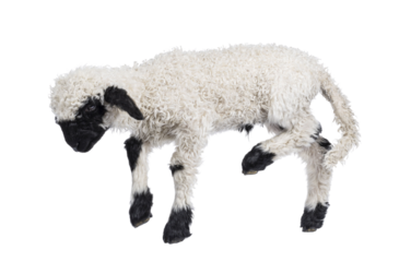 Adorable one and a half week old Walliser Schwartznase aka Valais Blacknose lamb, jumping side ways. Looking away from camera. Isolated on a white background.