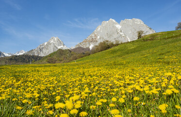 Fototapeta na wymiar Spring dandelion meadow, cirque de Lescun, Pyrenees of France