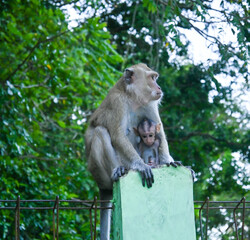 Naklejka na ściany i meble Long-tailed monkeys (Macaca fascicularis) and langurs (Trachypithecus auratus) in the tourist park and nature reserve Pananjung Pangandaran Indonesia