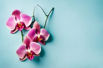 Top view of pink and white orchids flowers on pastel blue background with copy space