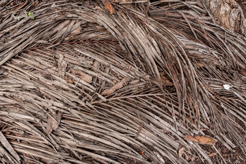 Many dry decaying tropical coconut brown leaf on ground soil after coconut leaves fall from top of coconut tree.