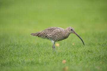 Curlew on the grass, feeding, close up, in the uk in winter