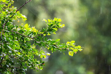 raining shower drop on leaf tree, close up of rainfall in jungle,Heavy Rain Falling on Tree Leaves in forest. droplets fixed on green leaves, Raining day in tropical forest. Raindrop in deep jungle.