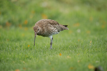 Curlew on the grass, feeding, close up, in the uk in winter