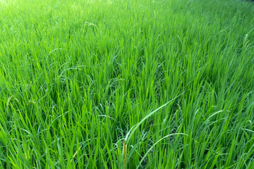 Green rice paddy field, nature background.