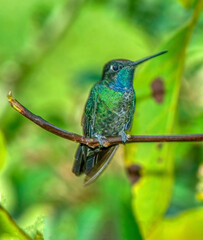 Magnificient hummingbird in Costa Rica