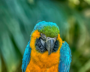 Blue and yellow macaw