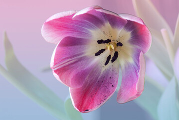 Obraz na płótnie Canvas Purple and white tulip flower