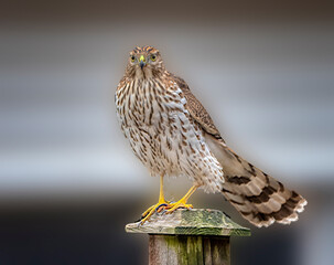 Peregrine falcon portrait
