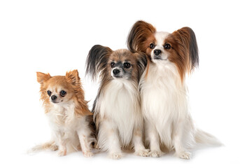 papillon dogs and chihuahua in studio