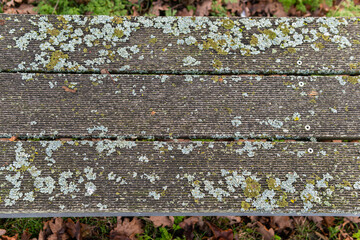 Mold in nature outdoors. Natural moss, mould, must, fungus.