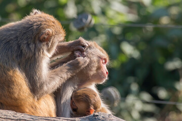 Relaxed family of monkey