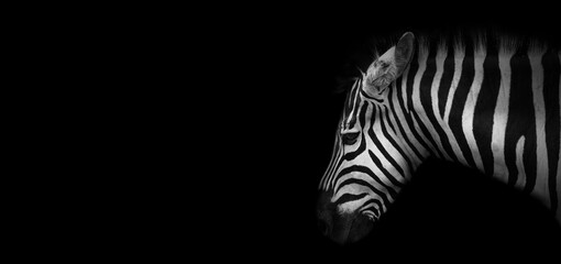 Close-up view of a zebra on a black background, banner in black-and-white color with copy space for text
