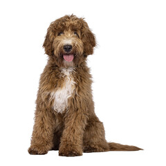 Cute Cobberdog aka Labradoodle dog, sitting up facing front. Looking curious towards camera. isolated cutout on transparent background.. Tongue out.