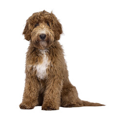 Cute Cobberdog aka Labradoodle dog, sitting up facing front. Looking curious towards camera. isolated cutout on transparent background.