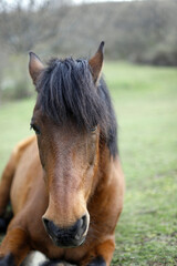 retrato de caballo con crines largas en el prado