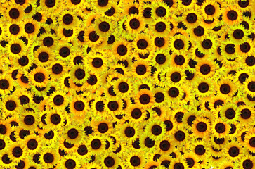 A close up of a yellow sunflower pattern