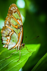 Butterfly close up