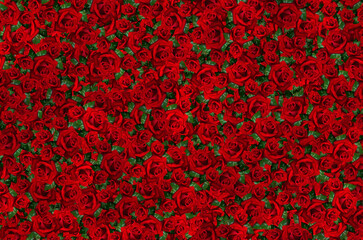Red roses wallpapers that are for iphone