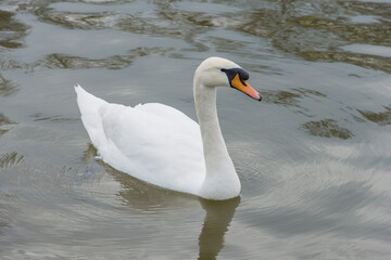 Obraz premium A white swan swims on the pond in the park