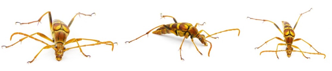 six spotted flower strangalium - Strangalia sexnotata - is a species of flower longhorn in the family of beetle known as Cerambycidae. isolated on white background Four views