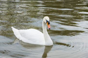 Fototapeta premium A white swan swims on the pond in the park