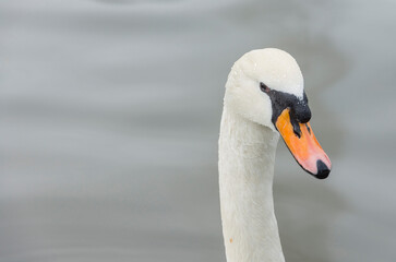 Obraz premium A white swan swims on the pond in the park