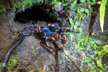spider in the forest