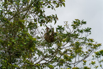 Sloth in Costa Rica