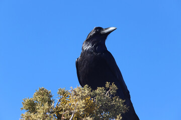 Fototapeta premium Raven