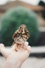 Beautiful brown bird with brown spots on the hands of a person. Song Thrush,Turdus Philomelos. Bird with injured leg.