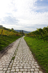 Fototapeta na wymiar Wine yards in Stuttgart region in Germany in October 
