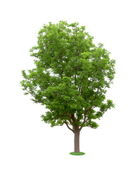 Green Tree Isolated