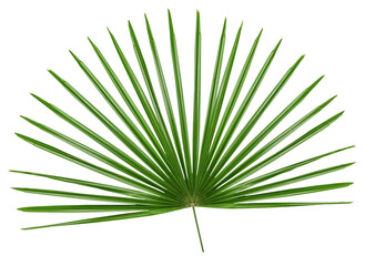 Green leaves pattern,leaf palm tree isolated