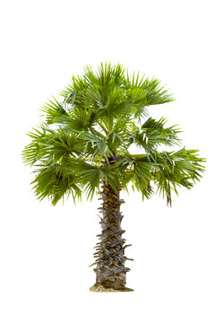 Copernicia hospita palm isolated