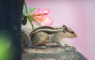 A cute looking Indian palm squirrel (Funambulus palmarum) playing behind plant pots in a roof garden