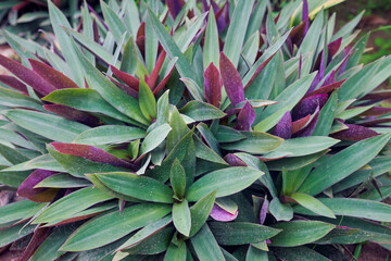 Beautiful looking purple-green leaves of Tradescantia Spathacea Swartz (Boat Lily, Moses-in-the-Cradle), a tropical, ornamental garden-plant native to Mexico. A perennial herb that has medicinal uses.