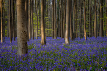 Fototapeta na wymiar Bluebells in a forest in spring, Hallerbos, Belgium