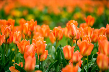 Beautiful orange tulips blooming in Spring colours. - 598054563