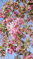 Fototapeta na wymiar Blooming pink apple tree close-up in April