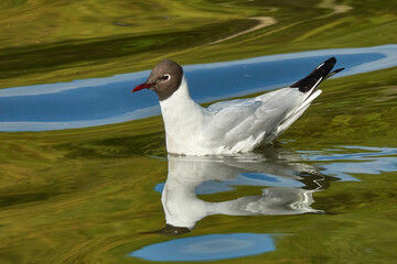 Black-headed Gull (Chroicocephalus ridibundus). Seagull is resting on the surface of the water with small waves. Water reflects the blue sky and golden-green young foliage