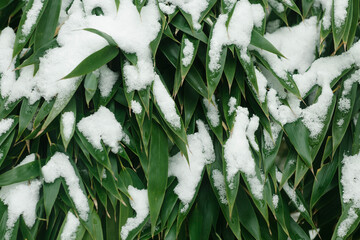 Green bamboo leaf texture with snow.