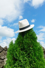 White hat and blue sky on the arborvitae tree.