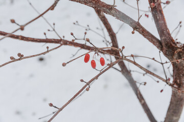 Red berries on a branch on a winter day.